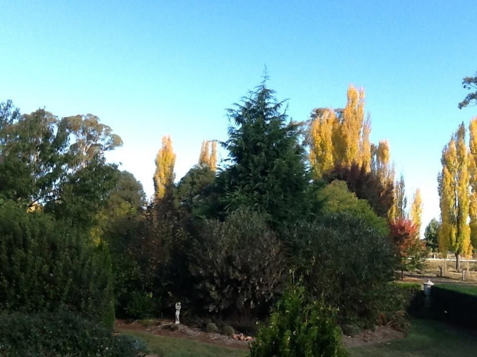 Glen Waverly Farmstay Glen Innes Habitación foto